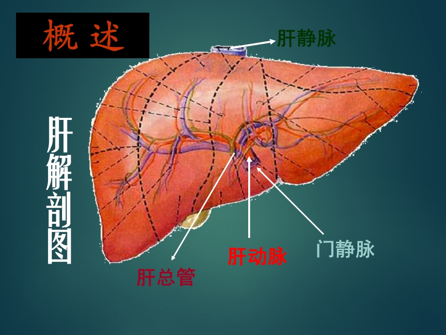 《生物化学：肝胆生物化学》.ppt_第2页