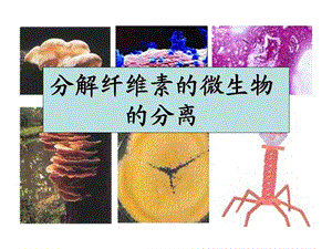 公开课分解纤维素的微生物的分离.ppt