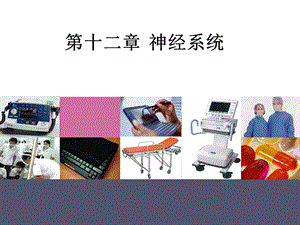 人体解剖生理学神经系统.ppt