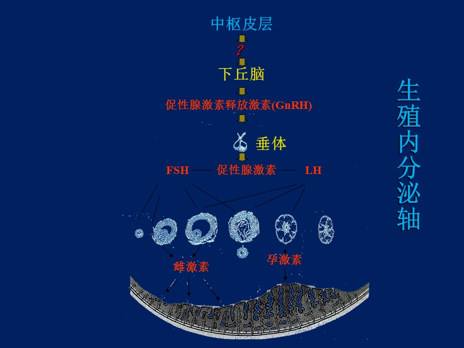 性激素的临床应用.ppt_第3页