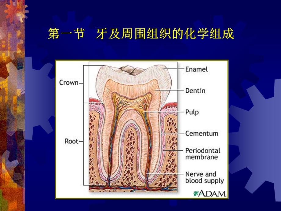 口腔生物化学1.ppt_第2页