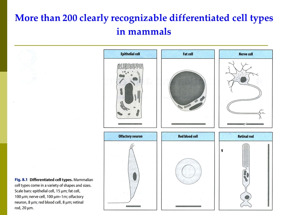 (发育生物学)VIII干细胞生物学.ppt_第2页