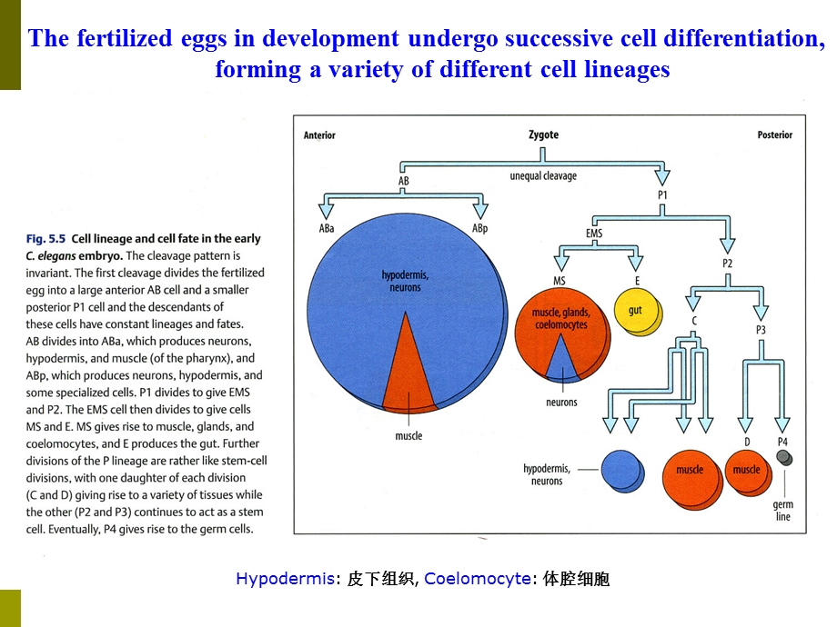 (发育生物学)VIII干细胞生物学.ppt_第3页