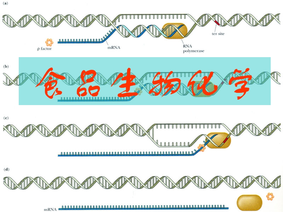 食品生物化学课件.ppt_第1页