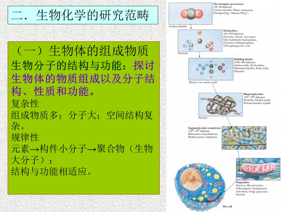 食品生物化学课件.ppt_第3页