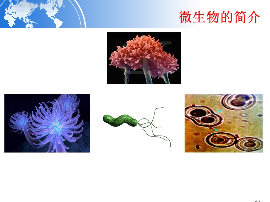 (微生物基础知识)详解.ppt_第3页