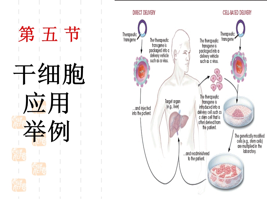 《医学干细胞》PPT课件.ppt_第1页