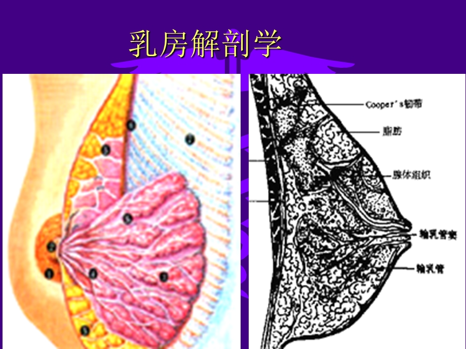 医学课件：乳腺疾病.ppt_第2页