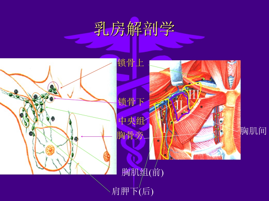 医学课件：乳腺疾病.ppt_第3页