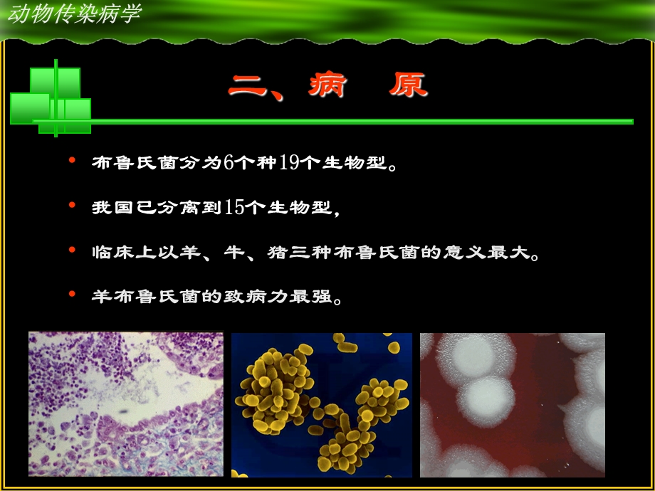 动物医学课件：布病.ppt_第3页