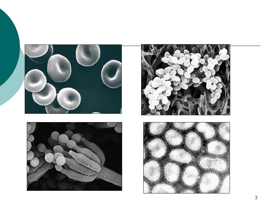 医学微生物课件1绪论.ppt_第3页