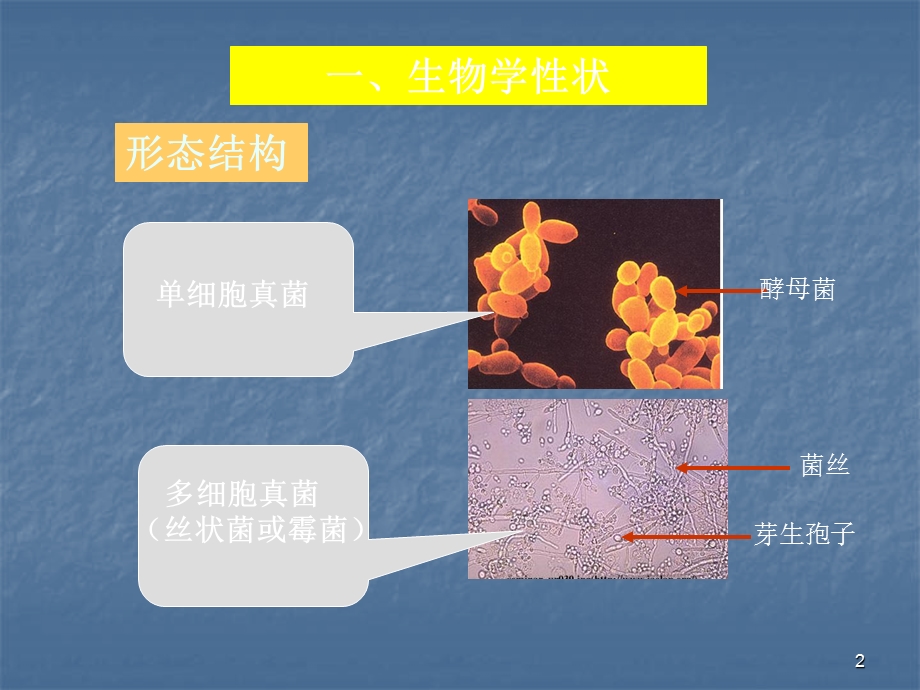 医学真菌学PPT课件.ppt_第2页