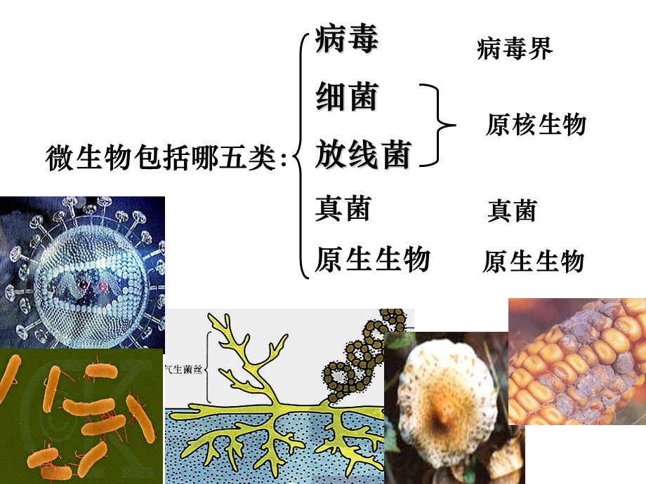 微生物的实验室培养.ppt_第2页