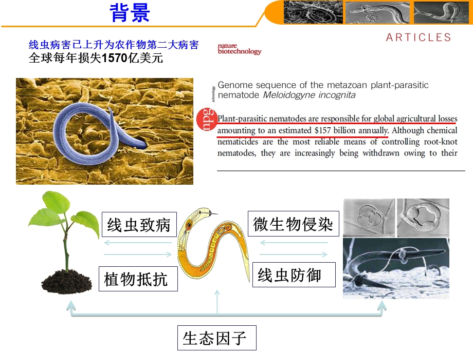 微生物与线虫互作的分子机制微生物会.ppt_第3页