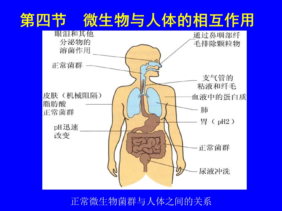 微生物生态学44微生物与人体的相互作用(精).ppt_第1页