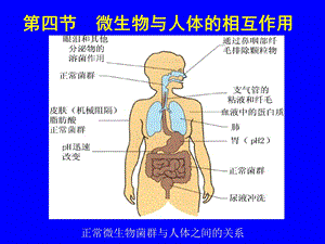 微生物生态学44微生物与人体的相互作用(精).ppt