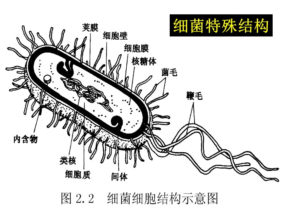 微生物详细介绍.ppt_第1页