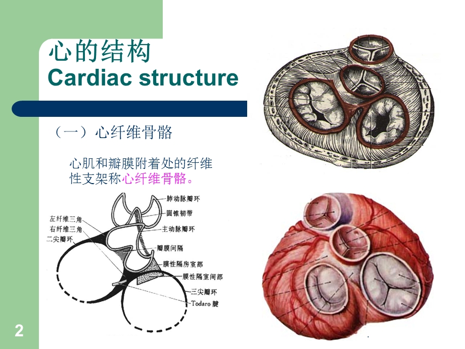 心脏粘液瘤医学PPT课件.ppt_第2页