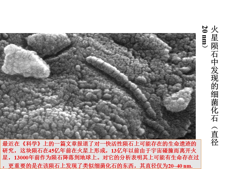 微生物趣味知识.ppt_第2页