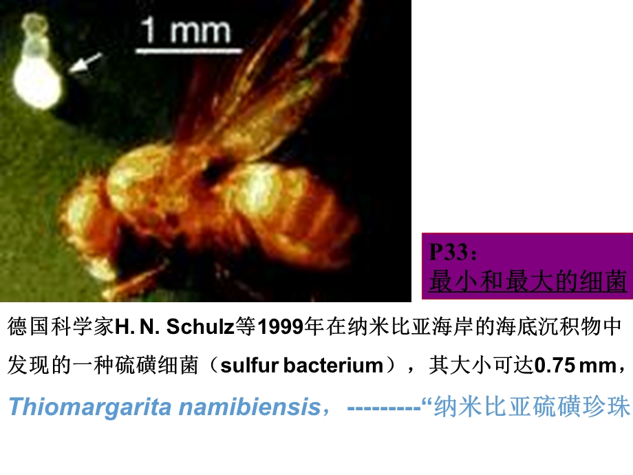 微生物趣味知识.ppt_第3页