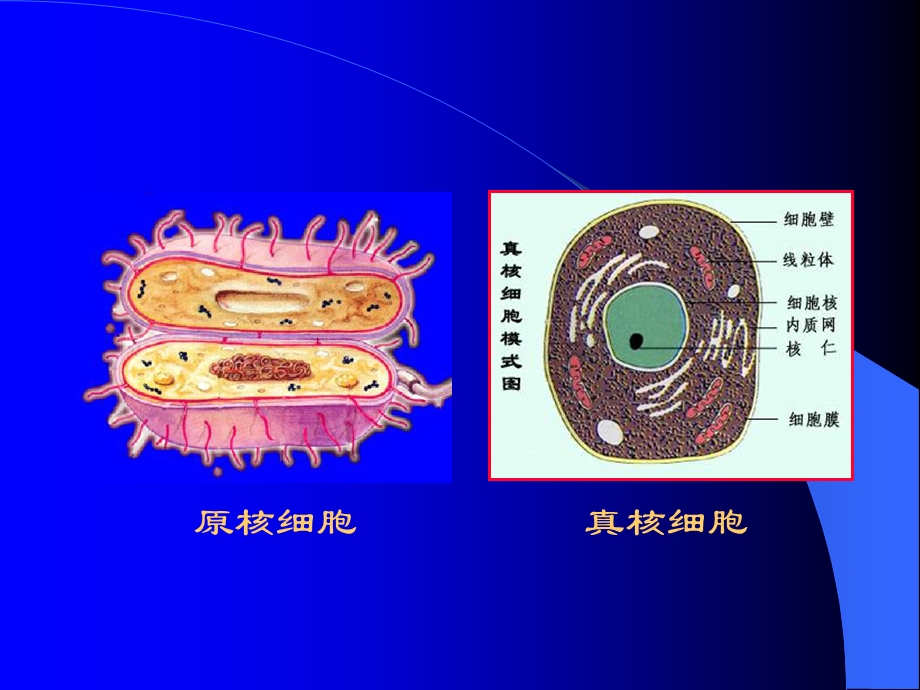 微生物细胞的结构.ppt_第3页