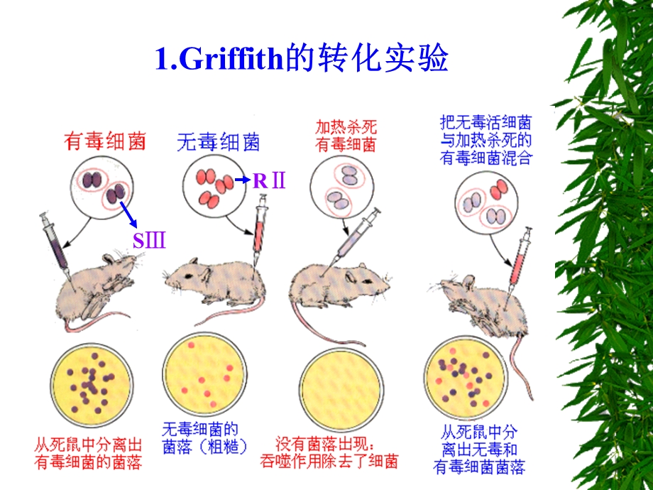 普通微生物第八章微生物遗传.ppt_第3页