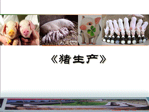 猪的生物学特性.ppt