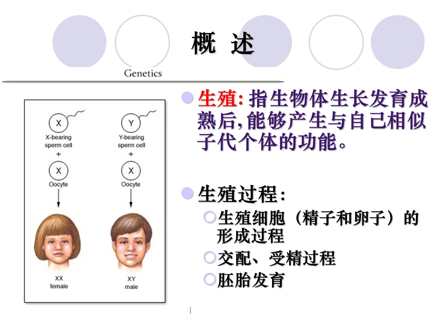 生殖系统生理医学PPT课件.ppt_第2页