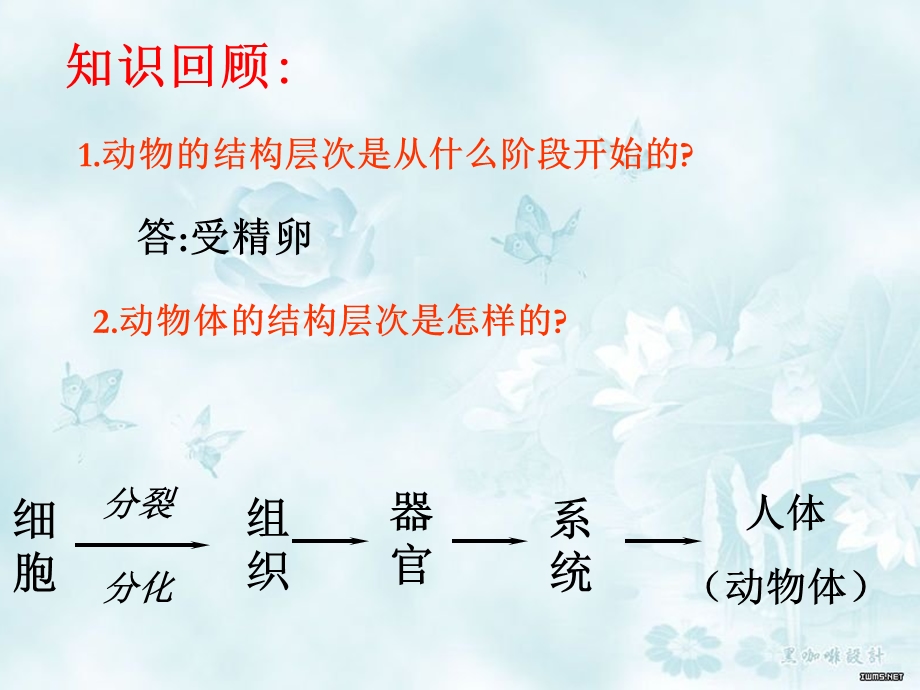 植物体的结构层次.ppt_第3页