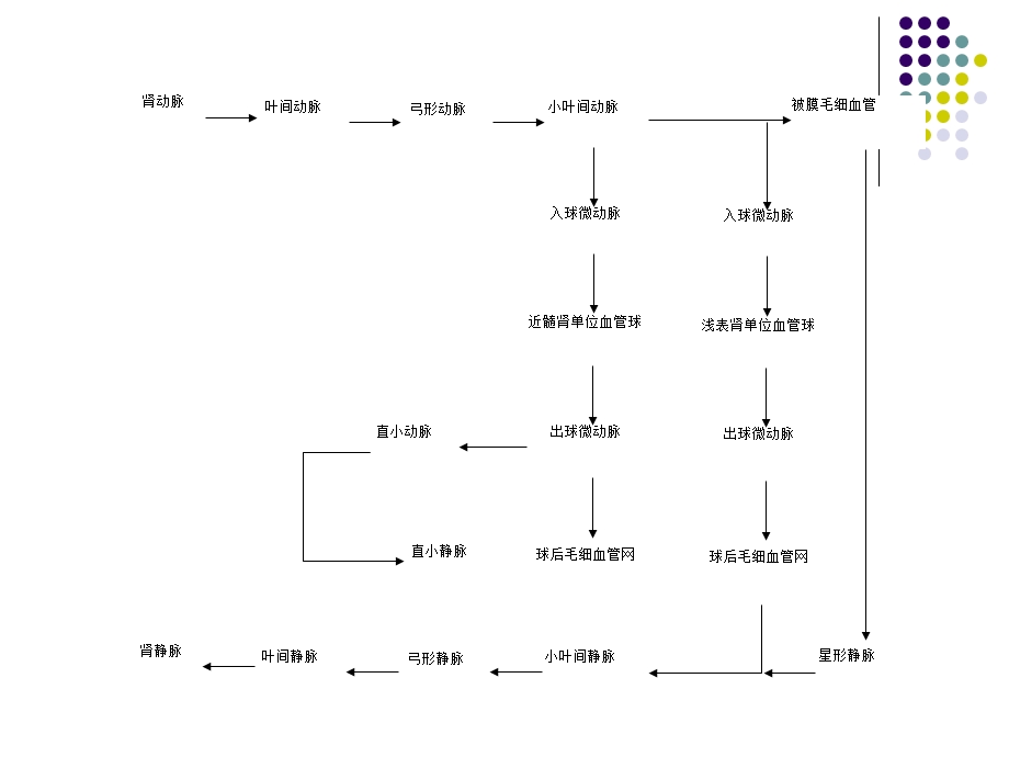 泌尿系统生理学.ppt_第3页