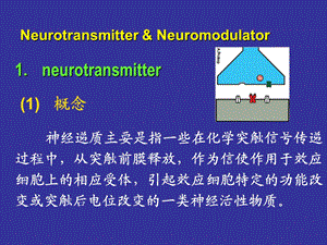 神经生物学重点.ppt