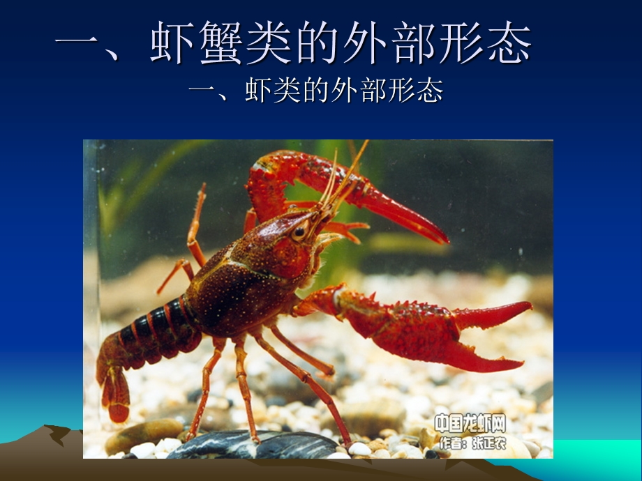 虾蟹类生物学.ppt_第2页