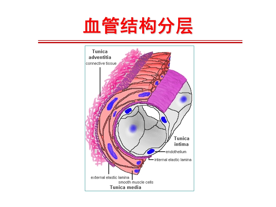 系统性血管炎(医学PPT课件).ppt_第3页