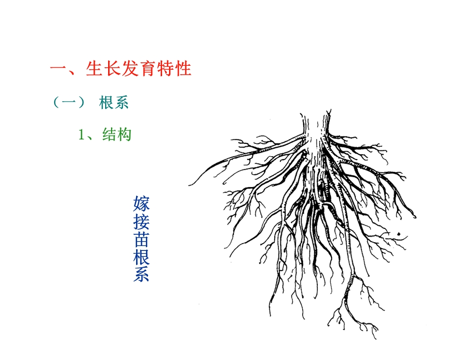 芒果生物学特性.ppt_第2页