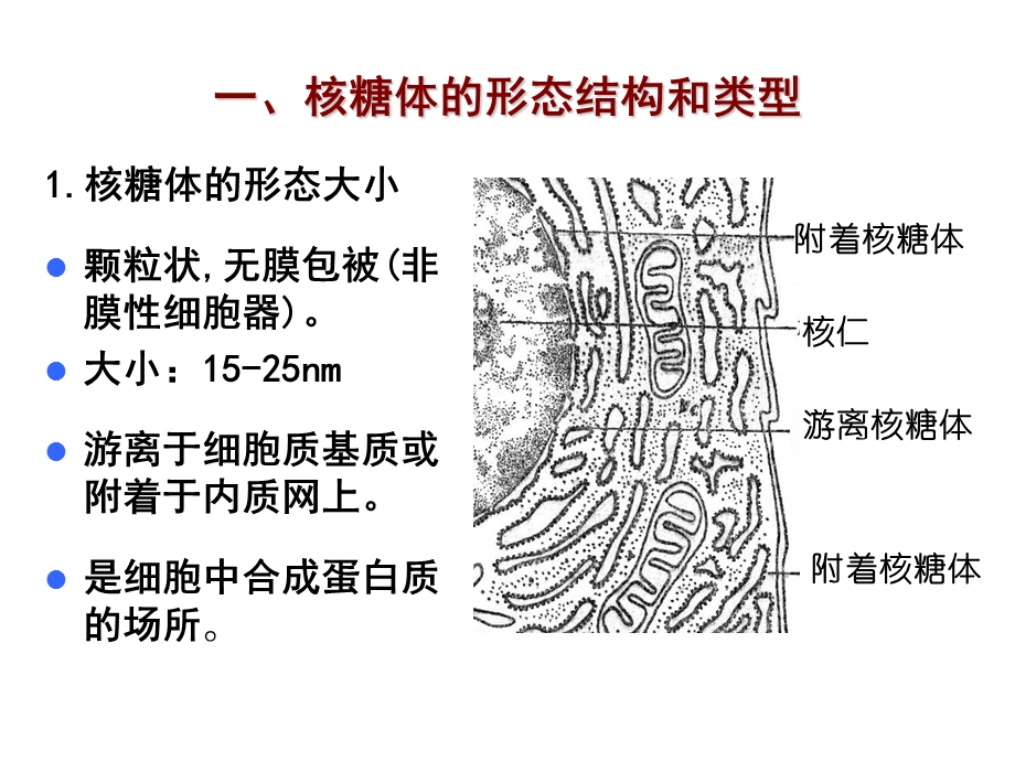 细胞生物学核糖体.ppt_第1页