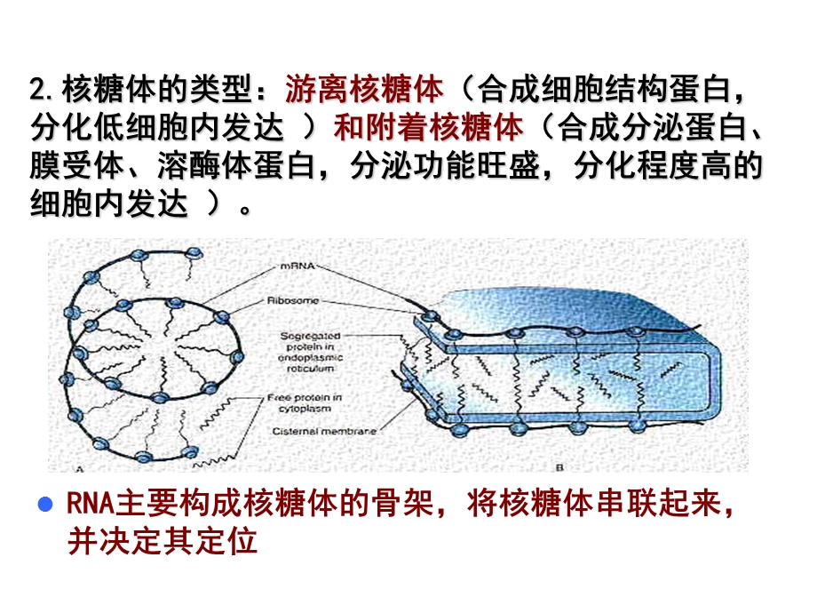 细胞生物学核糖体.ppt_第2页