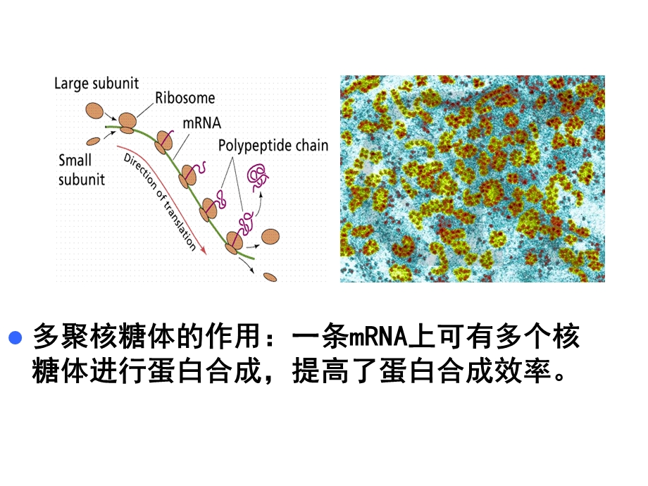 细胞生物学核糖体.ppt_第3页