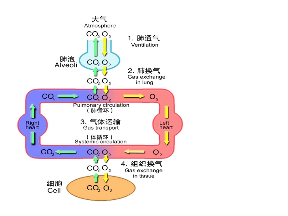 病理生理学呼吸衰竭.ppt_第2页