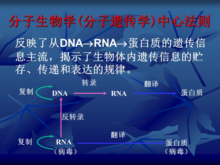 生物化学核酸生物合成.ppt_第2页