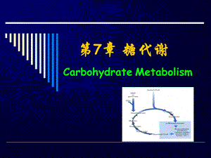 生物化学课件7糖代谢.ppt