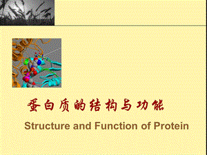 生物化学蛋白质的结构与功能课件.ppt