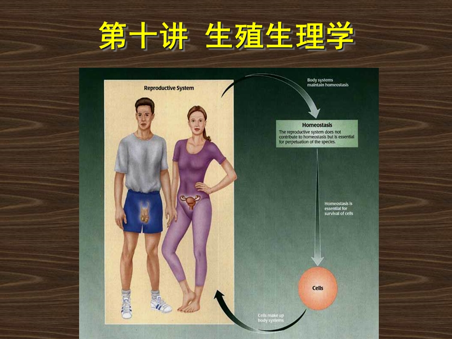 第十讲生殖生理学.ppt_第1页