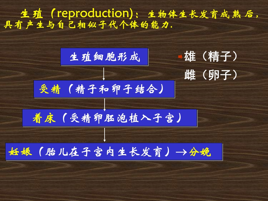 第十讲生殖生理学.ppt_第3页