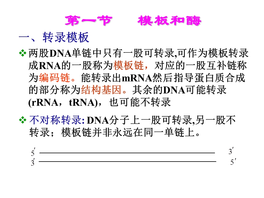 生物化学之转录.ppt_第3页