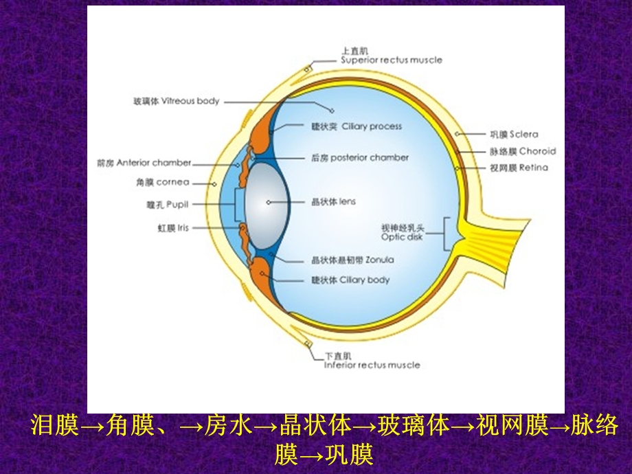 眼的生物化学.ppt_第3页