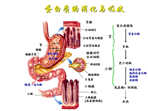 生物化学氨基酸的分解代谢.ppt