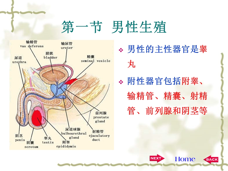 生理学第十二章.ppt_第3页