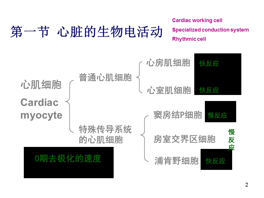 生理学课件循环.ppt_第2页