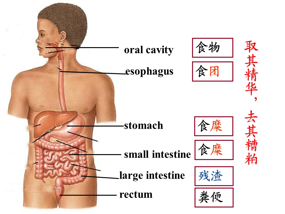 生理学消化系统.ppt_第3页