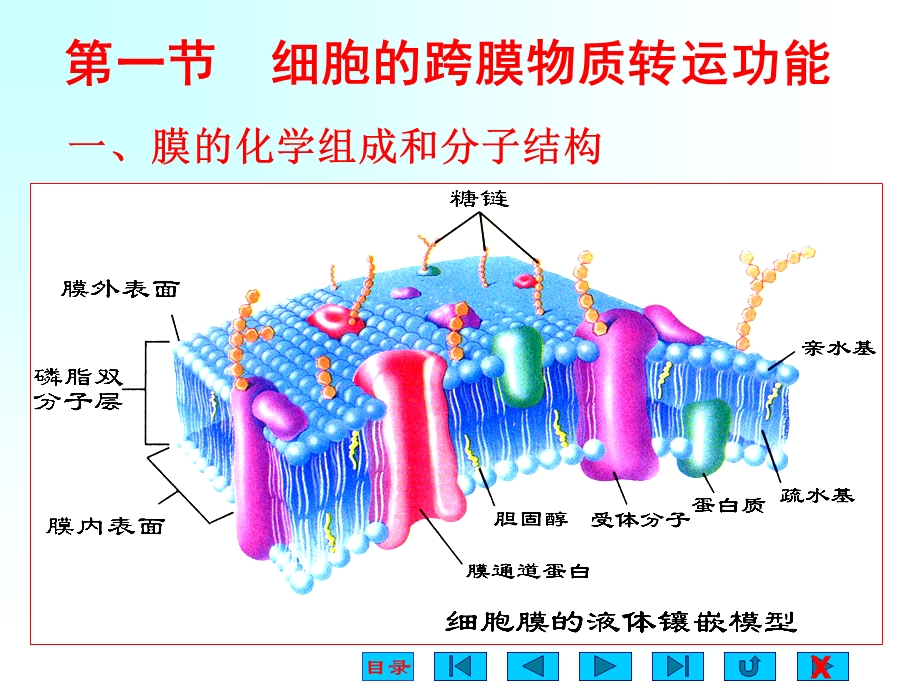 生理学课件2.ppt_第2页